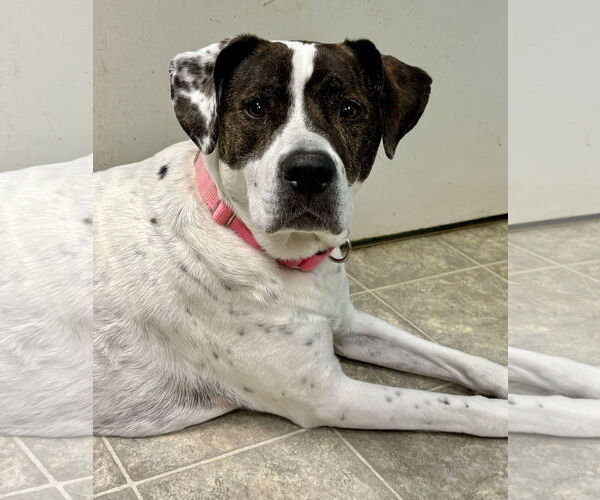 Medium Photo #2 American Pit Bull Terrier-Labrador Retriever Mix Puppy For Sale in Rustburg, VA, USA