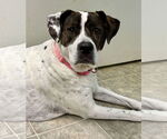 Small #1 American Pit Bull Terrier-Labrador Retriever Mix