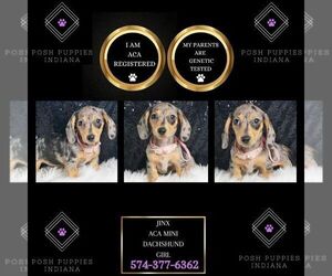 Dachshund Puppy for sale in WARSAW, IN, USA