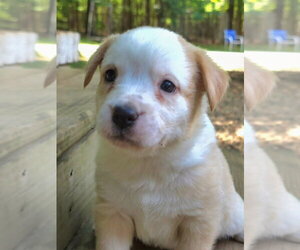 Cypress - Male Shepradors Dog for Adoption - Photo #6