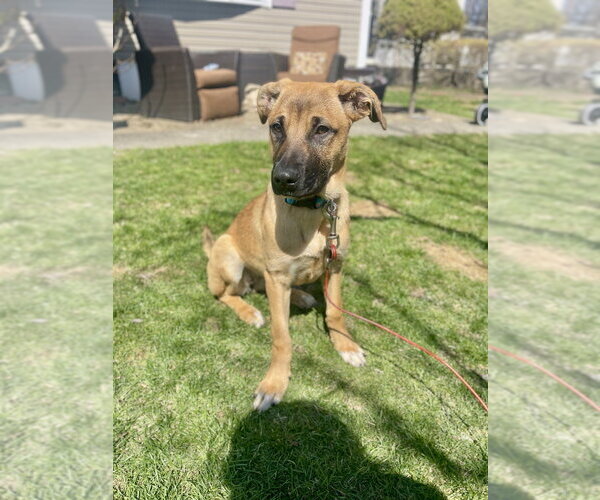 Medium Photo #4 German Shepherd Dog-Unknown Mix Puppy For Sale in Brewster, NY, USA