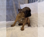 Small Photo #9 French Bulldog Puppy For Sale in JOHNS ISLAND, SC, USA