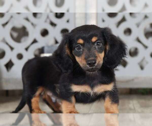 View Ad: Dachshund Puppy for Sale near Netherlands