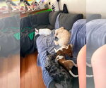 Small #2 Taco Terrier