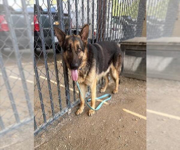 Medium Photo #2 German Shepherd Dog Puppy For Sale in Riverside, CA, USA