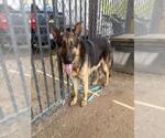 Small #1 German Shepherd Dog