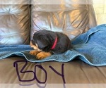 Small Photo #17 Rottweiler Puppy For Sale in LAFAYETTE, IN, USA