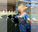 Small #2 Australian Shepherd Mix