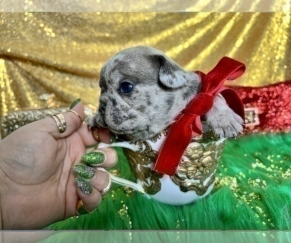 Medium Photo #22 French Bulldog Puppy For Sale in HAYWARD, CA, USA