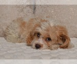 Small #11 Cavapoo