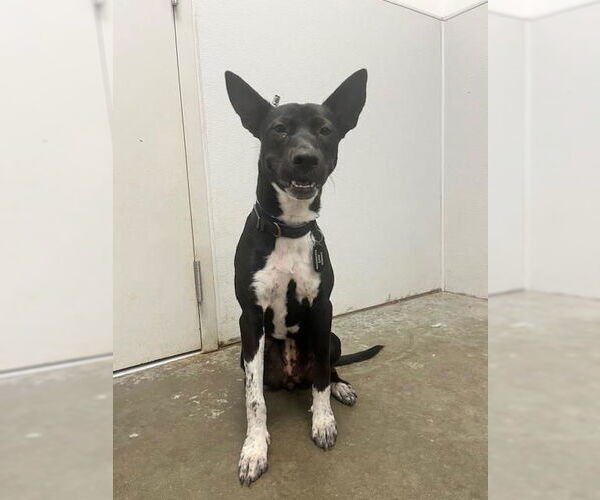 Medium Photo #1 Shepradors Puppy For Sale in Rosenberg, TX, USA