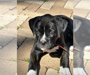 Boxer Puppy for sale in HOUSTON, TX, USA
