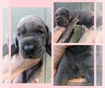 Small Photo #3 Great Dane Puppy For Sale in GREENVILLE, NC, USA
