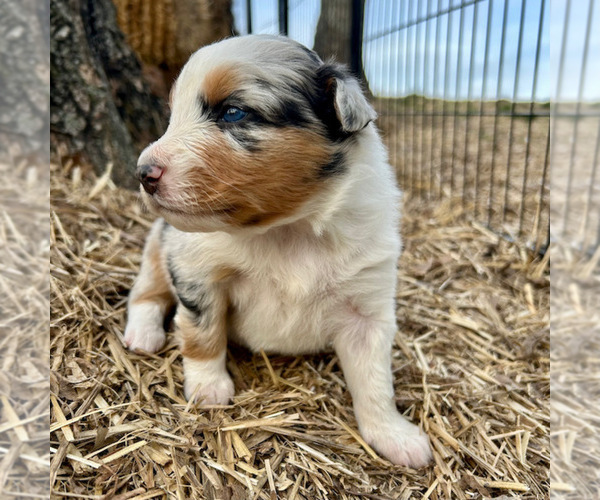 Medium Photo #52 Australian Shepherd Puppy For Sale in SMITHS GROVE, KY, USA
