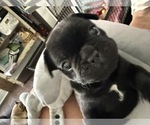 Image preview for Ad Listing. Nickname: UNO
