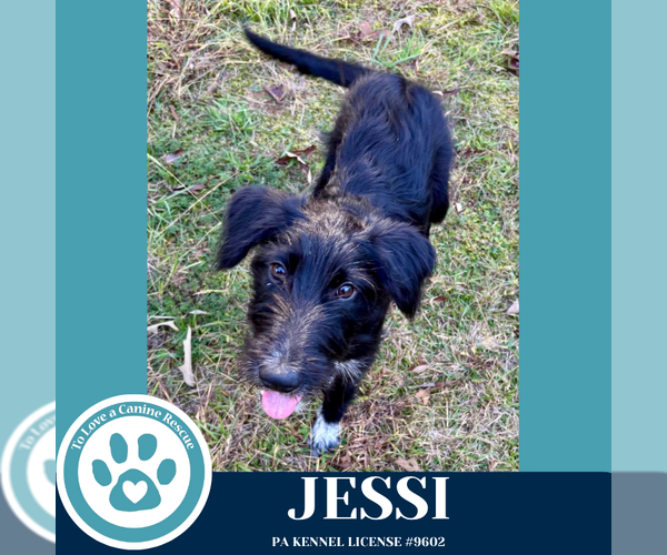 Medium Photo #1 Labrador Retriever-Unknown Mix Puppy For Sale in Kimberton, PA, USA