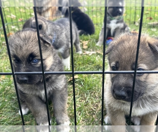 Medium Photo #17 German Shepherd Dog-Siberian Husky Mix Puppy For Sale in LANSING, MI, USA