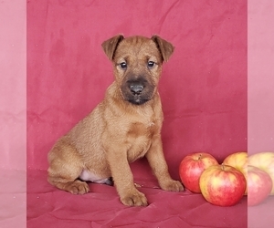 Irish Terrier Puppy for sale in WATERLOO, NY, USA