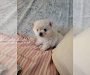 Pomeranian Puppy for sale in WILLIAMSBURG, CO, USA