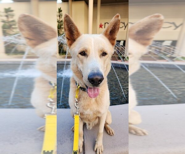 Medium Photo #2 Mutt Puppy For Sale in Newport Beach, CA, USA
