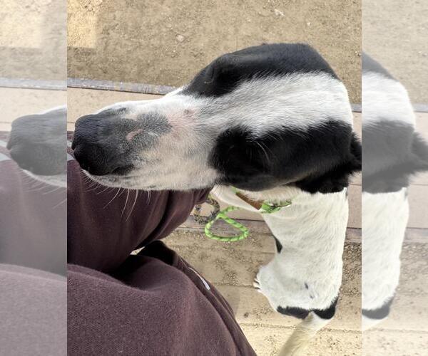 Medium Photo #2 Mutt Puppy For Sale in Incline Village, NV, USA