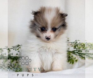 Pomeranian Puppy for sale in MANHEIM, PA, USA