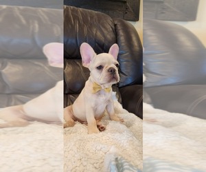 Medium French Bulldog