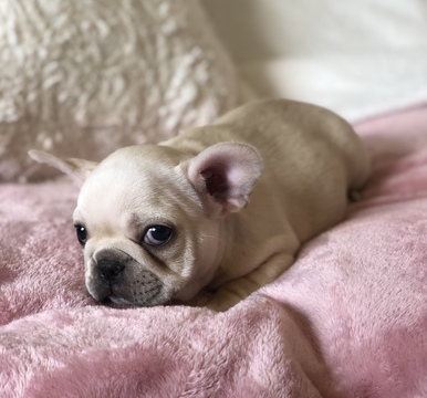 Medium Photo #19 French Bulldog Puppy For Sale in CHARLESTON, SC, USA