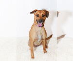 Small #7 Labrador Retriever Mix
