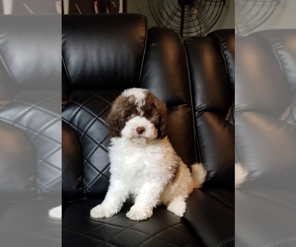 View Ad NewfoundlandPoodle (Miniature) Mix Puppy for Sale near