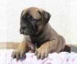 Small Photo #2 Bullmastiff Puppy For Sale in GREENBANK, PA, USA