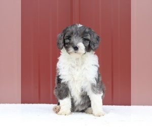 Aussiedoodle Miniature  Dog for Adoption in FREDERICKSBURG, Ohio USA