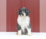 Small Aussiedoodle Miniature 