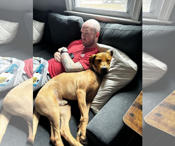 Medium Photo #2 Labrador Retriever-Rhodesian Ridgeback Mix Puppy For Sale in Virginia Beach, VA, USA