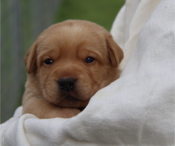 Medium Photo #6 Labrador Retriever Puppy For Sale in HYDE PARK, VT, USA