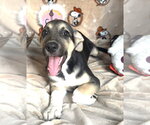 Small Mutt