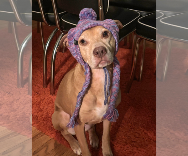 Medium Photo #1 American Staffordshire Terrier-Vizsla Mix Puppy For Sale in Arlington, VA, USA