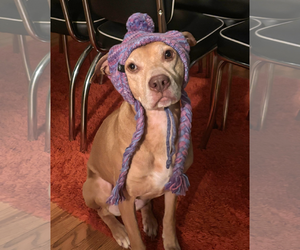 American Staffordshire Terrier-Vizsla Mix Dogs for adoption in Arlington, VA, USA