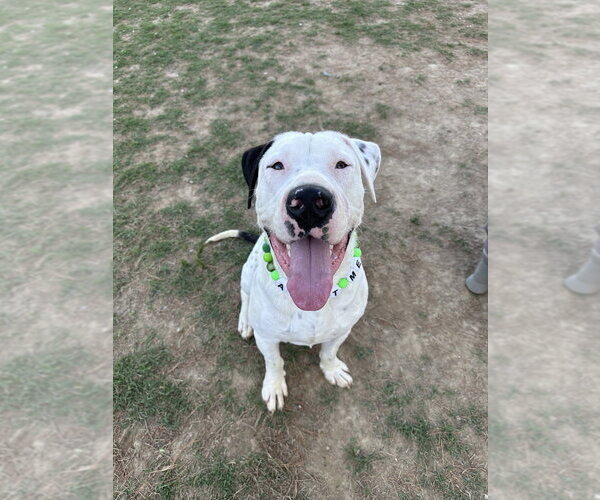 Medium Photo #2 Great Dane-Labrador Retriever Mix Puppy For Sale in Evansville, IN, USA
