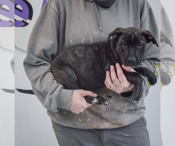 Medium Photo #3 American Staffordshire Terrier-Unknown Mix Puppy For Sale in Huntley, IL, USA