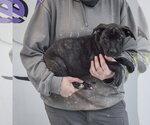 Small #2 American Staffordshire Terrier Mix