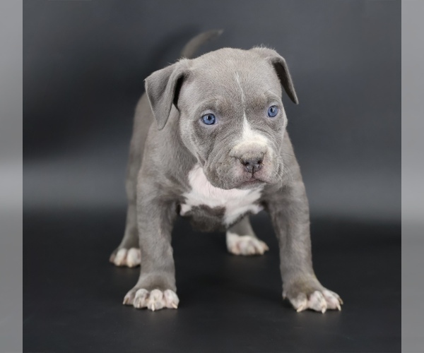 Medium Photo #1 American Bully Puppy For Sale in CHAMPAIGN, IL, USA