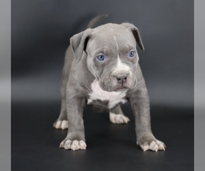 American Bully Puppy for sale in CHAMPAIGN, IL, USA