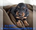Small #5 Dachshund