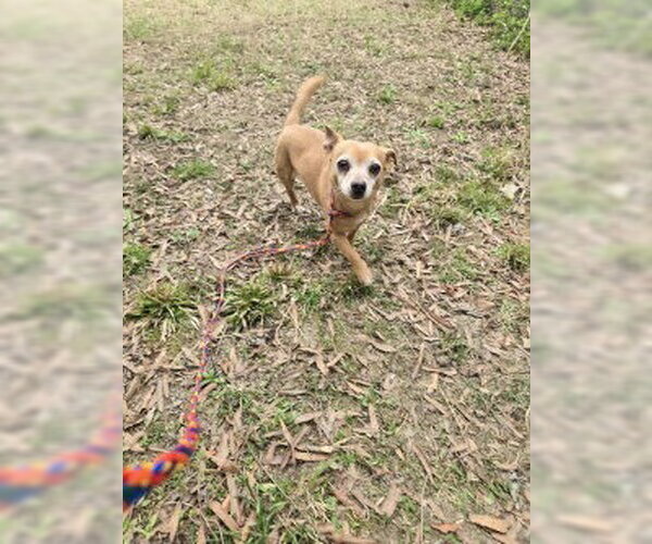 Medium Photo #1 Chihuahua Puppy For Sale in Glen Allen, VA, USA