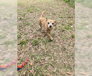 Chihuahua Dogs for adoption in Glen Allen, VA, USA