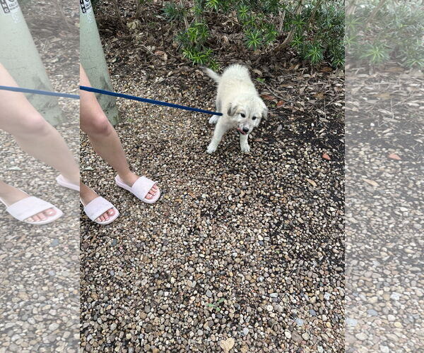Medium Photo #11 Great Pyrenees-Unknown Mix Puppy For Sale in Houston, TX, USA