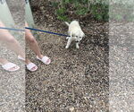 Small #10 Great Pyrenees Mix