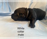Small #1 Labrador Retriever