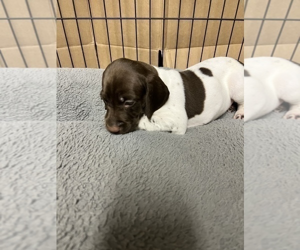 Medium Photo #4 German Shorthaired Pointer Puppy For Sale in UPLAND, CA, USA